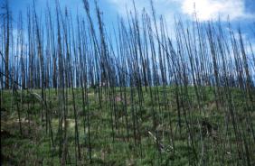 Reste eines Waldbrandes